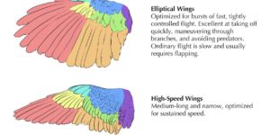 Understanding wings.