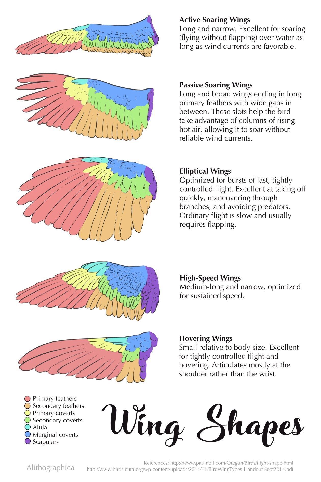 Understanding wings.