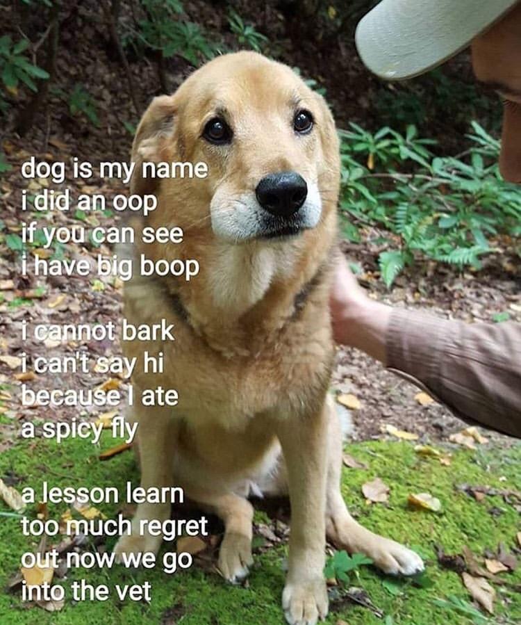 My name is doge...