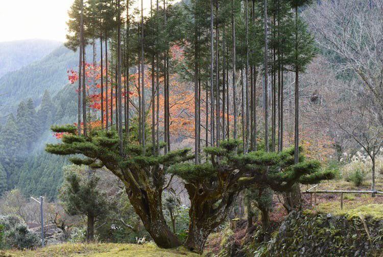 The Japanese art of Daisugi