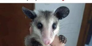 Opossums are friends, not food.