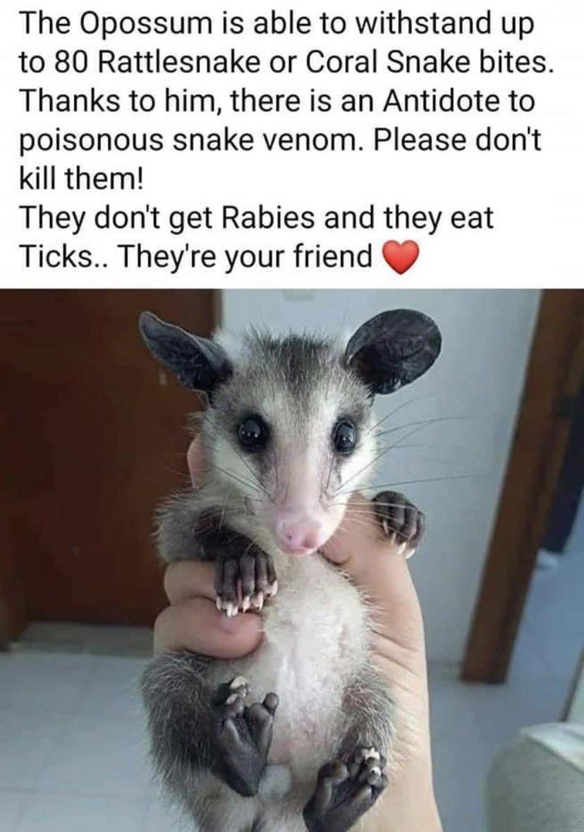 Opossums are friends, not food.