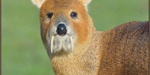 Water deer have canine antlers instead.