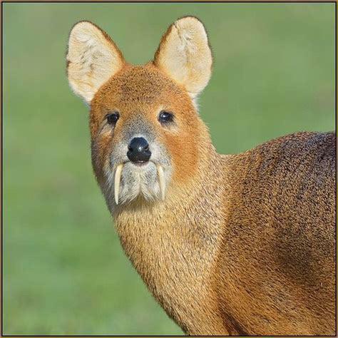 Water deer have canine antlers instead.