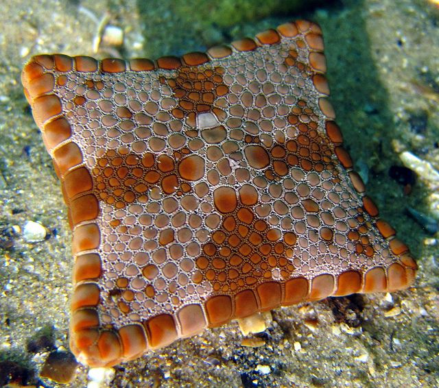 Some star fish have birth defects which make them square.
