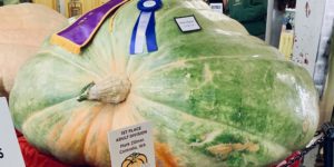 This record breaking pumpkin refuses to give Han Solo a second chance…