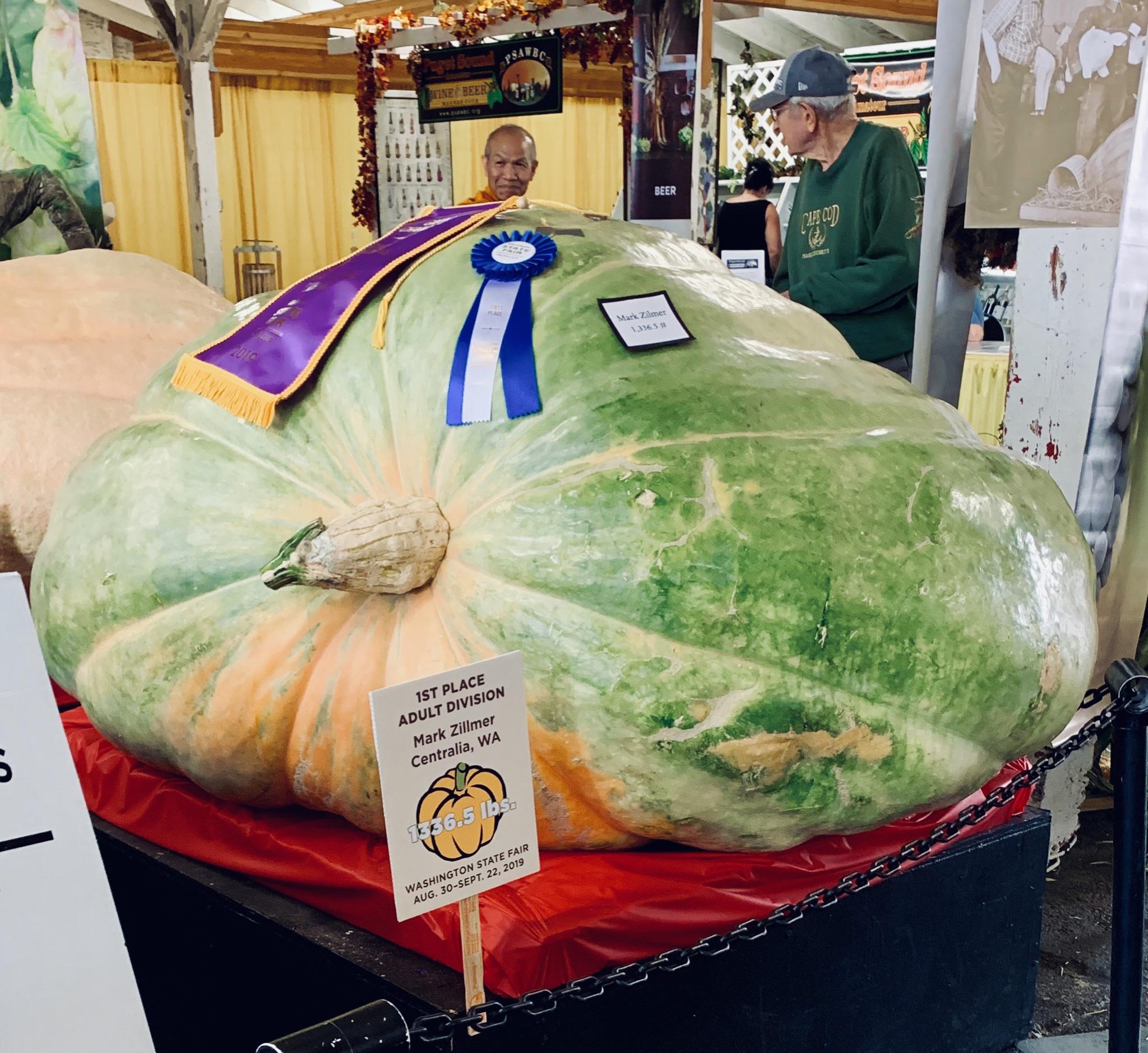 This record breaking pumpkin refuses to give Han Solo a second chance...