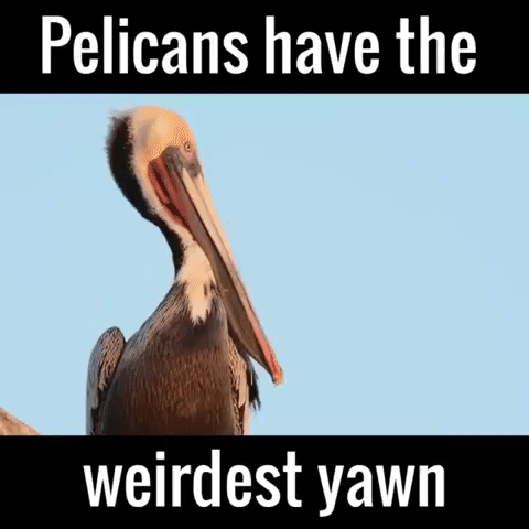 Pelicans yawn weird.