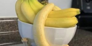 Danger banana…