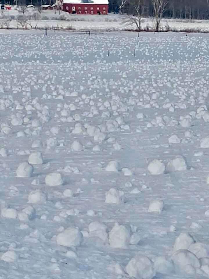 It's so windy in Maine that the snowballs are reproducing asexually.