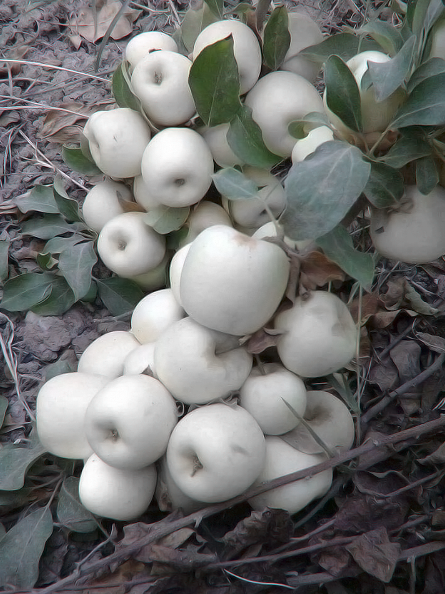 Ghost Apples are only to be given to widows, orphans, the dead, would-be vampires, and cats.