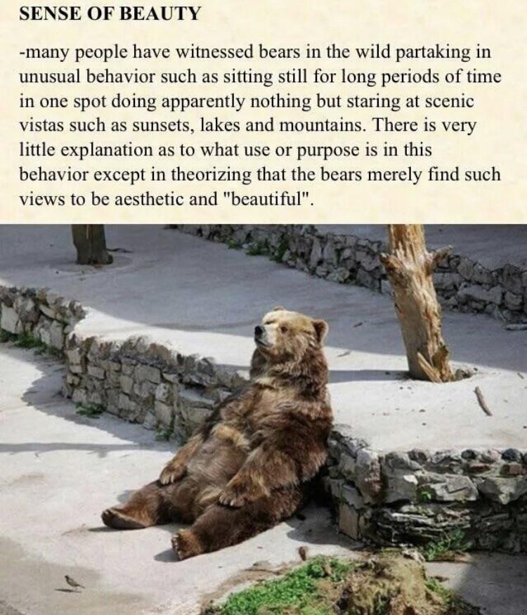 Bears appreciate their surroundings. 