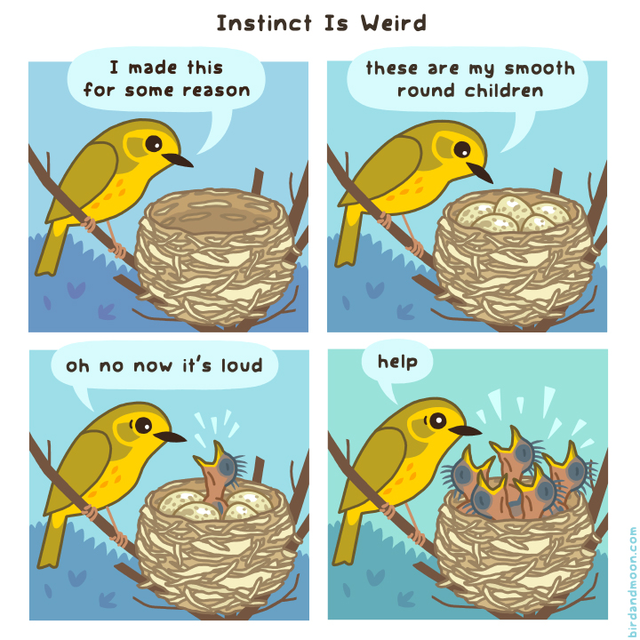 Birb is confused.