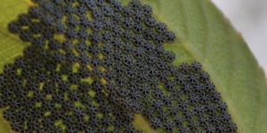 Butterfly eggs prove aliens exist.