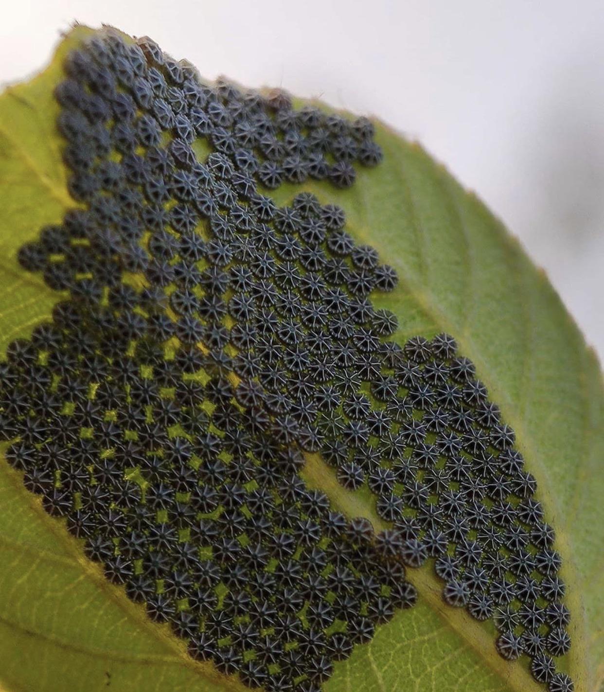 Butterfly eggs prove aliens exist.