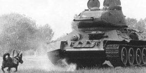 The Soviets trained dogs to blow up tanks. They only blew up Soviet tanks…
