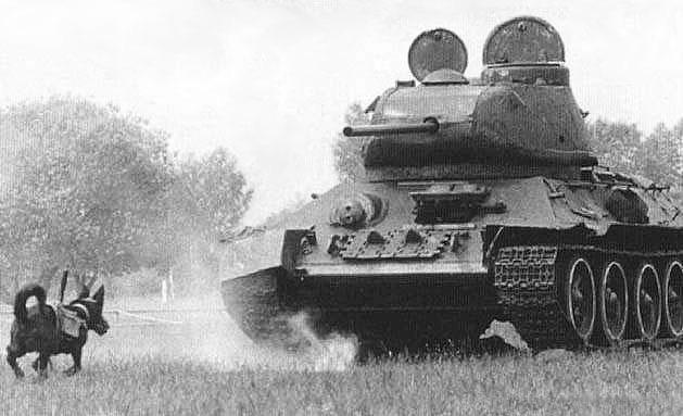 The Soviets trained dogs to blow up tanks. They only blew up Soviet tanks...