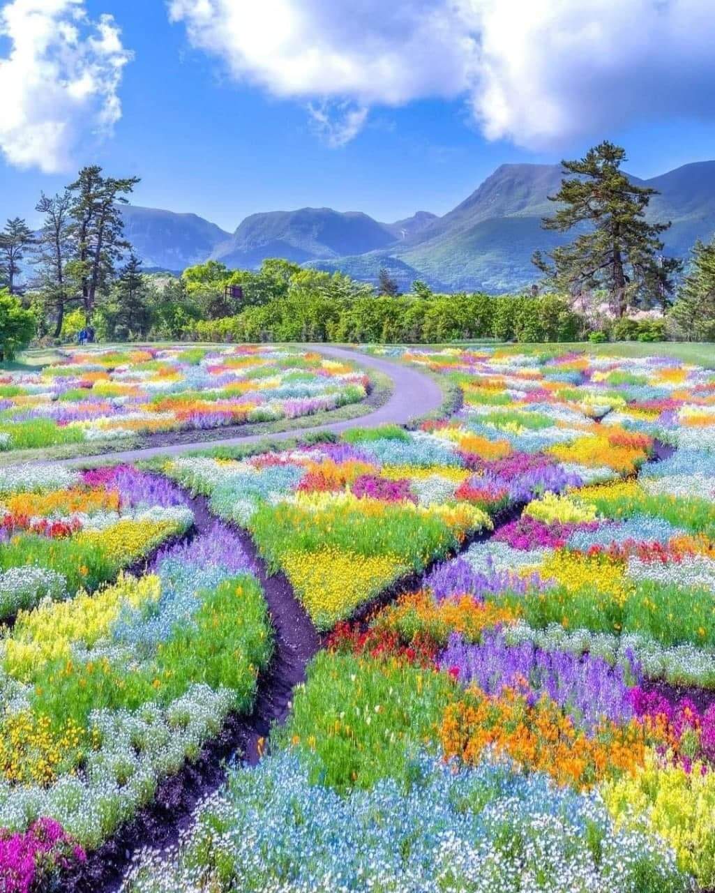 Spring has arrived at the Kuju Flower Park in Japan.