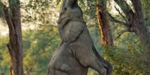 Elephant reaching for her inner giraffe.