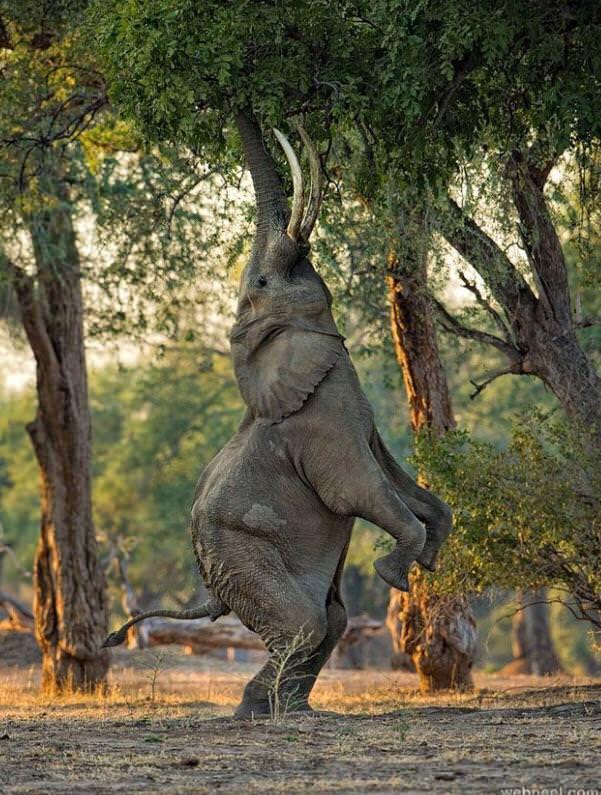 Elephant reaching for her inner giraffe.