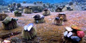 Sea urchins wear rocks as hats, apparently.