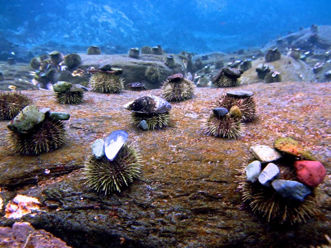 Sea urchins wear rocks as hats, apparently.