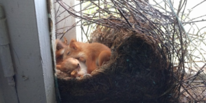 Front row seat to the cutest homestead.