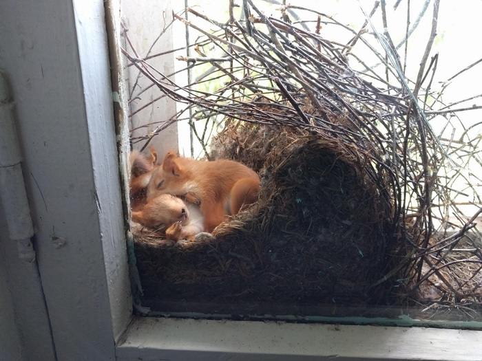 Front row seat to the cutest homestead. 