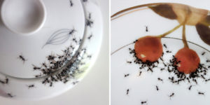 Plates painted to look like ants are on them.