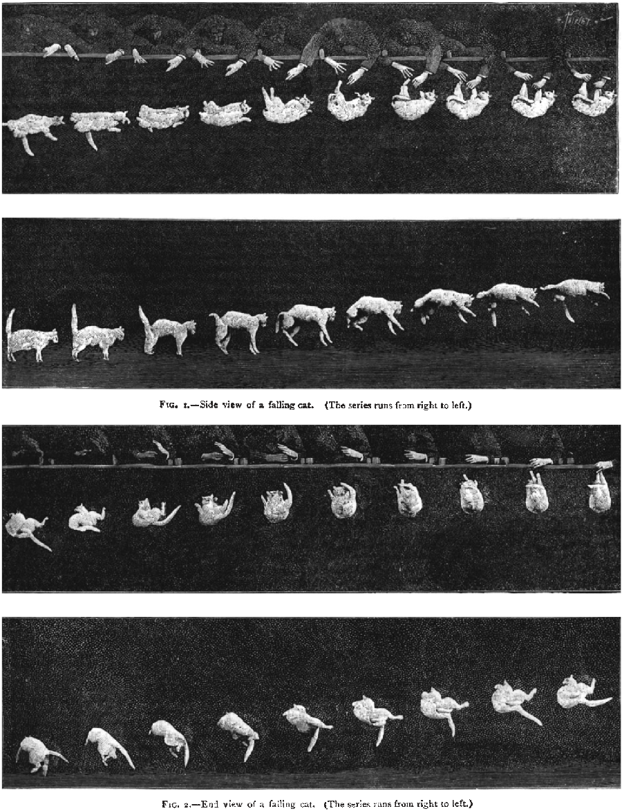 Photographs of a scientist dropping a cat to see why and how it manages to turn in midair