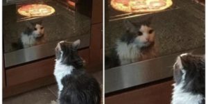 Find someone whom looks at you the way kitty looks at pizza.