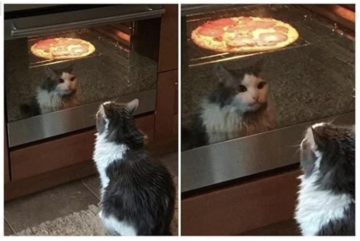 Find someone whom looks at you the way kitty looks at pizza. 