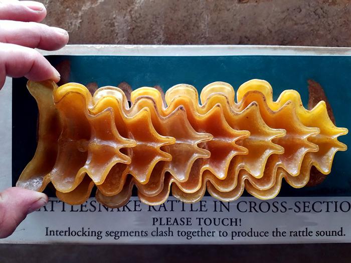 Cross-section of a rattlesnek's rattle. 