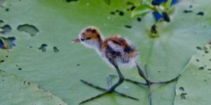 Jacana puppies have to grow in to their feet…