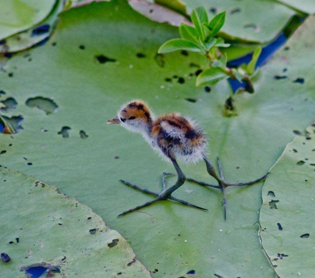 Jacana puppies have to grow in to their feet...