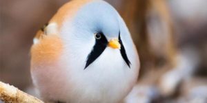 The roundest Bearded Reedling