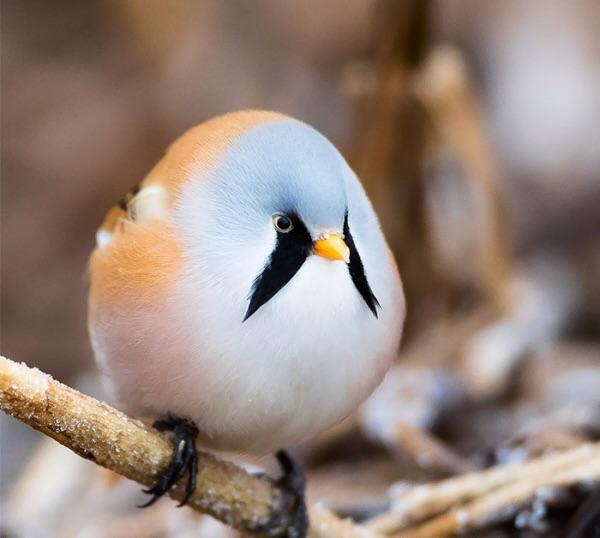 The roundest Bearded Reedling