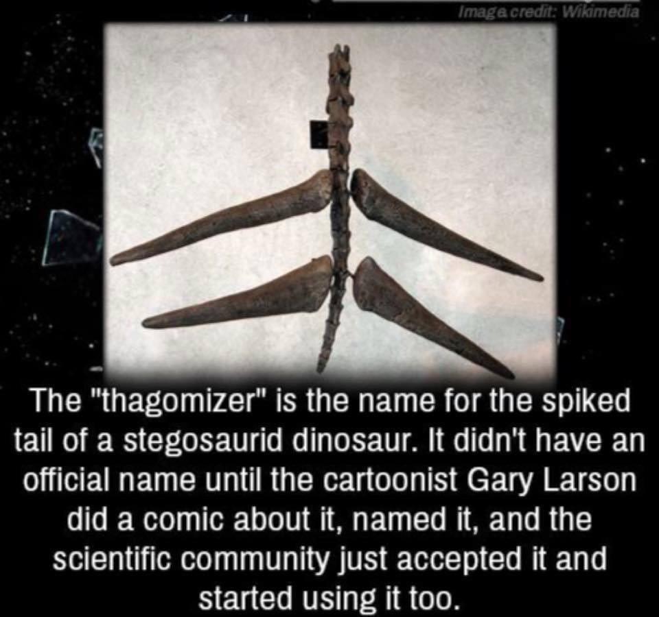 The mighty Thagomizer