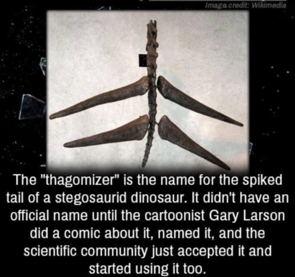 The mighty Thagomizer