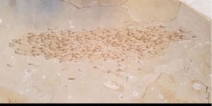 50 million year old school of fish.