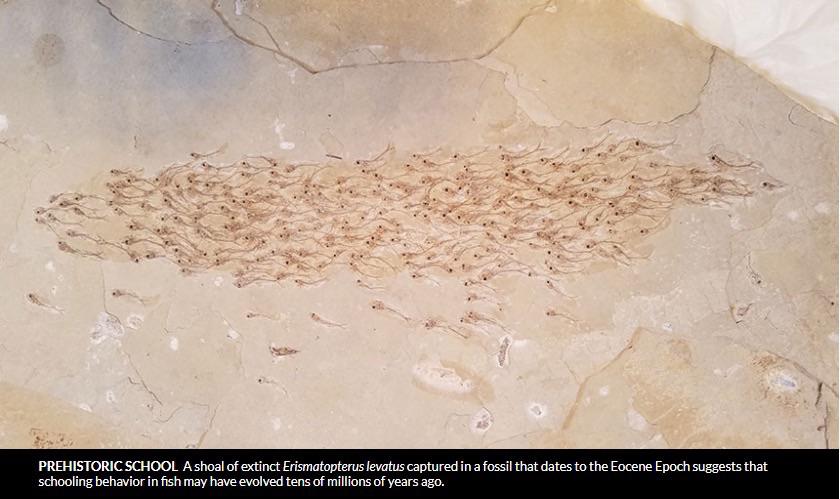 50 million year old school of fish.