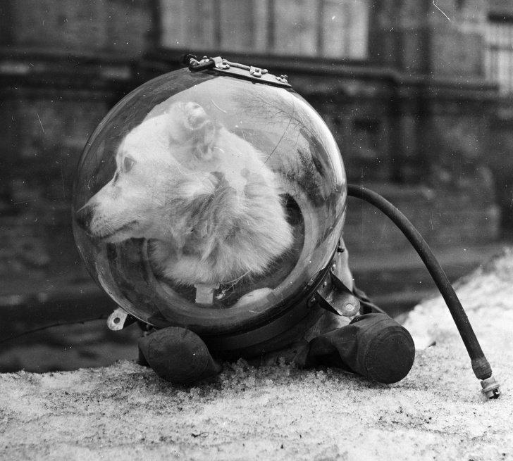 Meet Belka, one of two K9 Cosmonauts returned to earth, USSR, circa 1961.