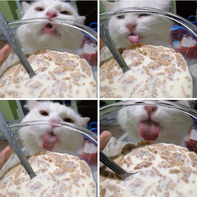 Puh lease can I has the malk...?