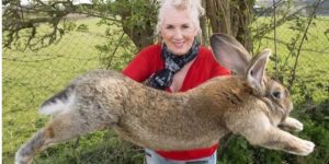 The Flemish giant rabbit.