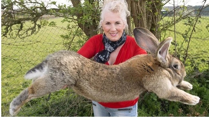 The Flemish giant rabbit.