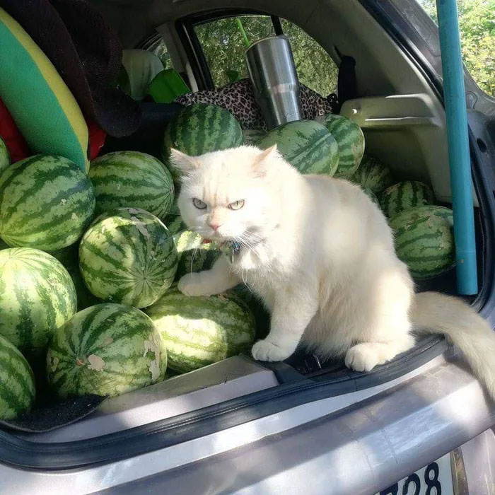 You are not touching the wassermelone, savvy?