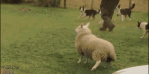 Raised By Collies, This Lamb Thinks She Is A Dog