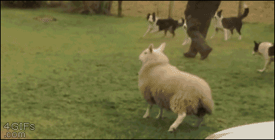 Raised By Collies, This Lamb Thinks She Is A Dog