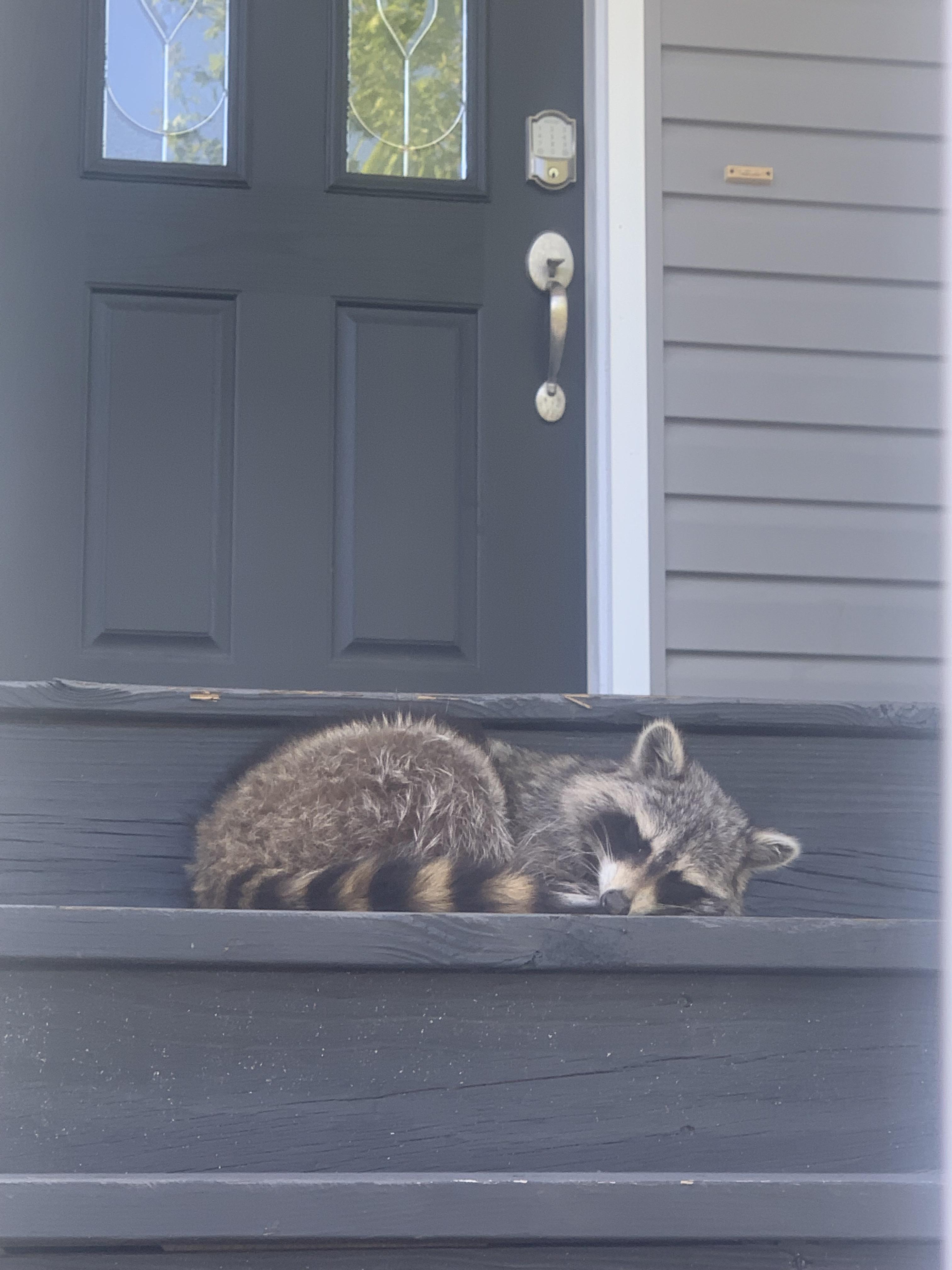 Sleep sweet, Mr. Coon.