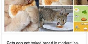 Cat’s can eat a few pancakes…